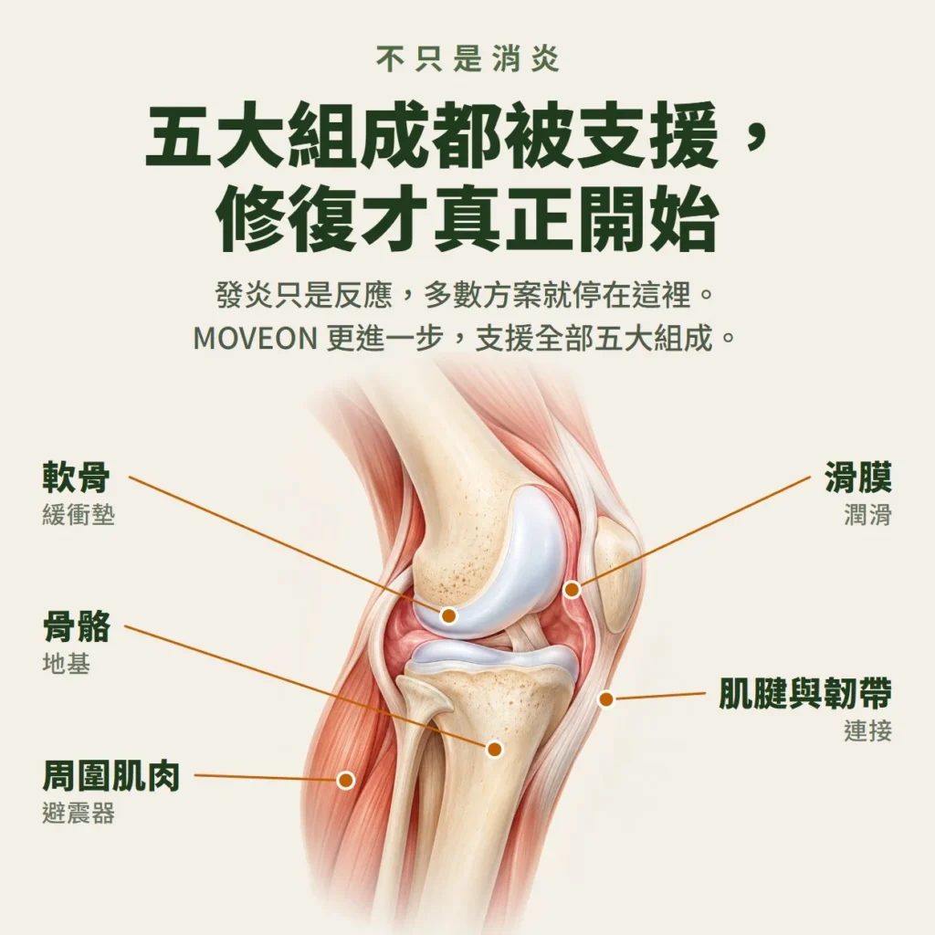 五大組成都被支援，修復才真正開始：軟骨、骨骼、周圍肌肉、滑膜、肌腱與韌帶